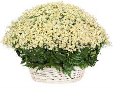 Цветочная композиция из Ромашки в корзине #REPLACE_PRED# Пскове
